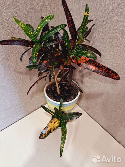 Кротоны сортовые