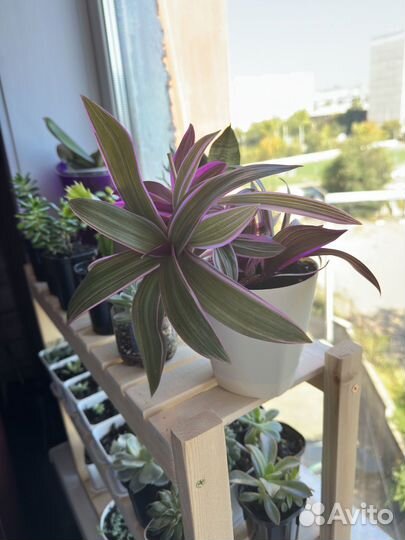 Традесканция