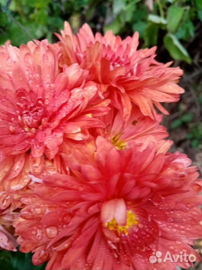 Хризантема