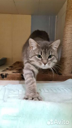 Котик ищет дом