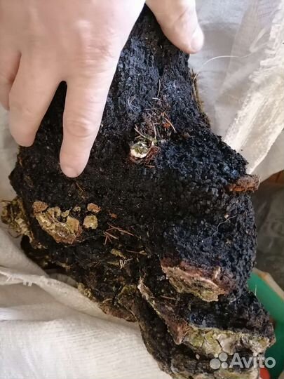 Березовый гриб чага