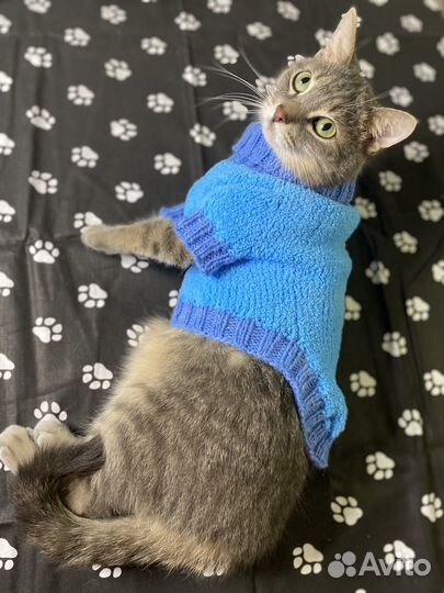 Ожежда для котов и маленьких собак