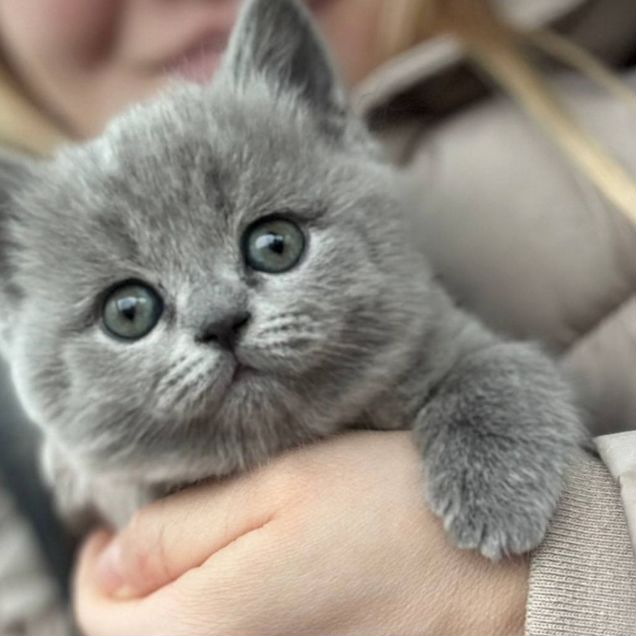 Британский короткошёрстный котёнок