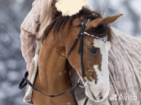 Мерин на продажу