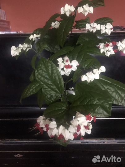 Клеродендрум томпсон