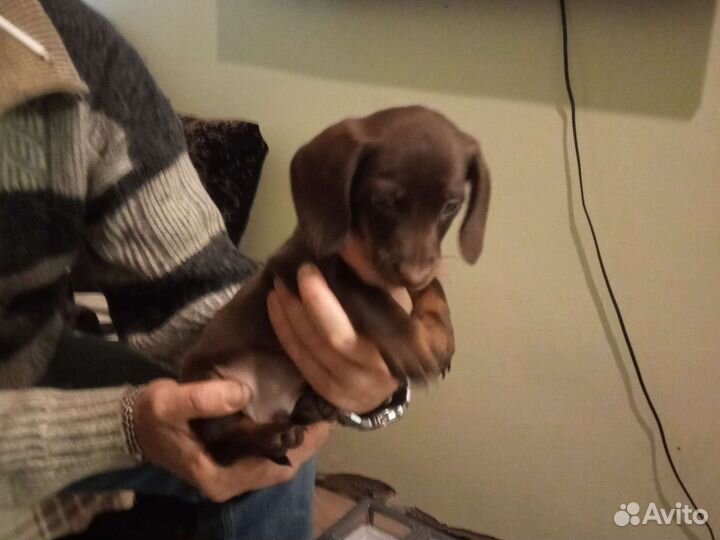 Щенок стандартной таксы