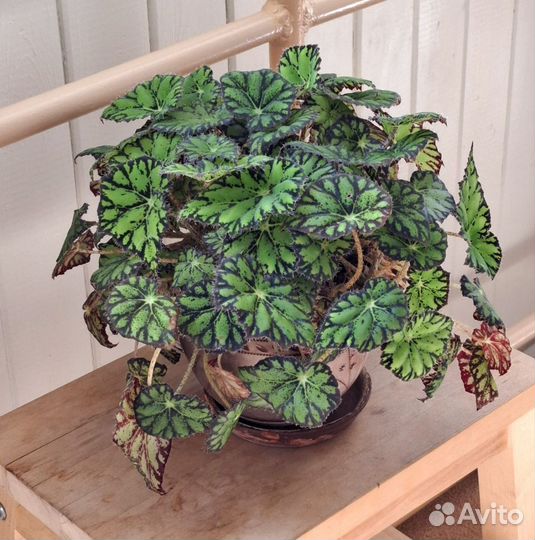 Бегония тигровая