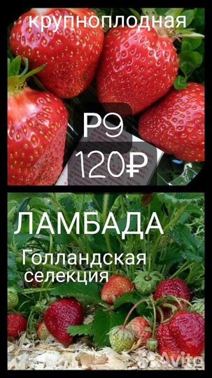 Рассада клубники