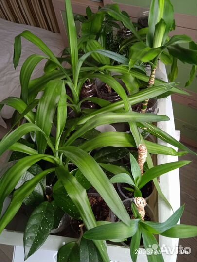 Пальмы (2 вида)