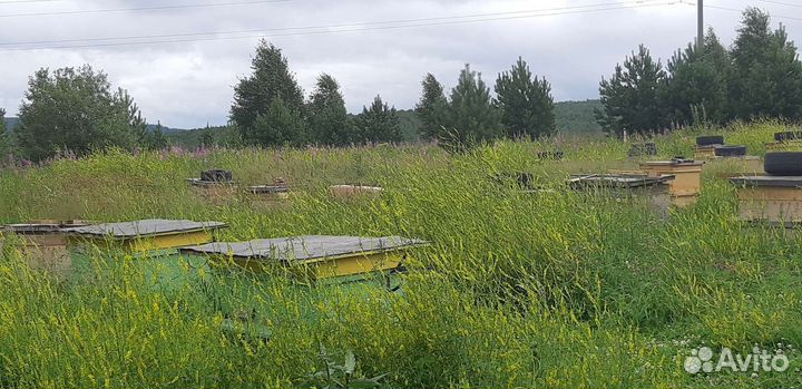 Рои карпатка