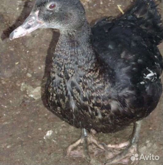 Индоутки, (в Можайске)