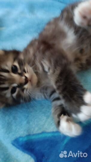 Кошки в добрые руки бесплатно