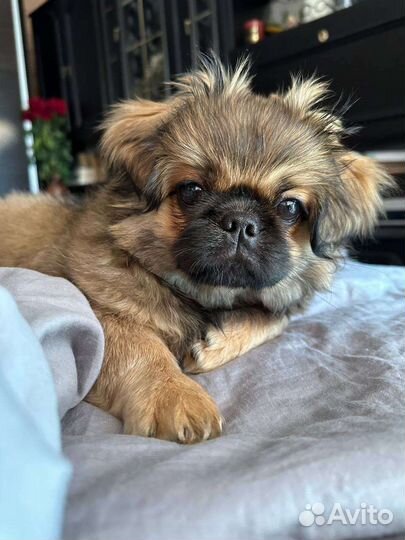 Щенок пекинеса