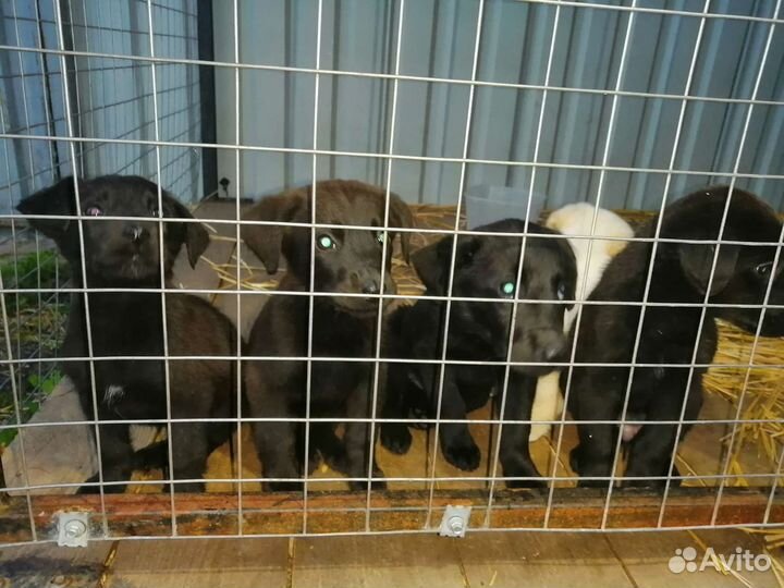 Щенки лабрадора