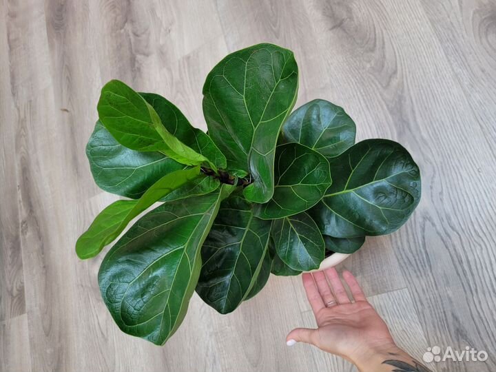 Фикус лировидный бамбино