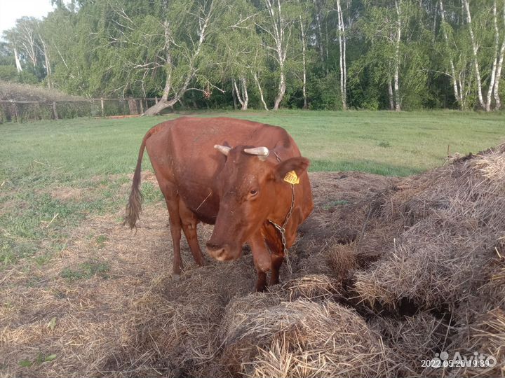 Коровы дойные