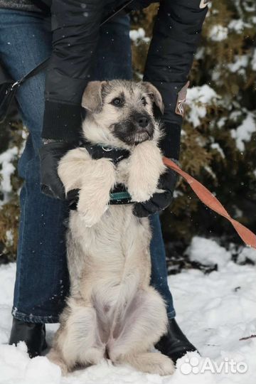 Фиона щенок бесплатно