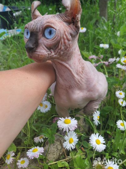 Канадский сфинкс