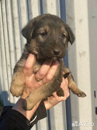 Щенок девочка