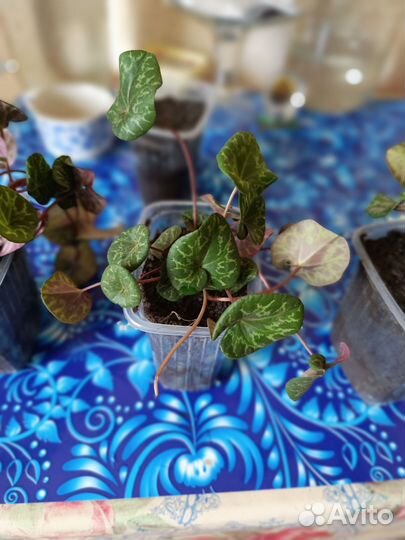 Фиалка душистая