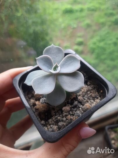 Кактусы и суккуленты