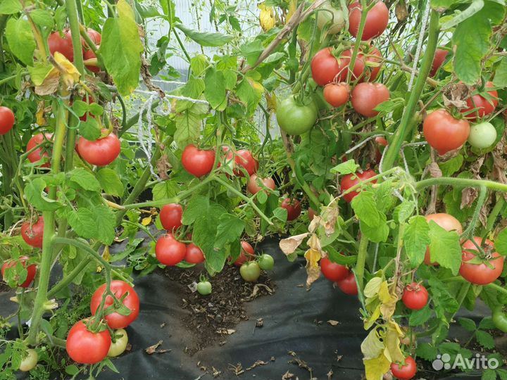 Помидоры свежие домашние