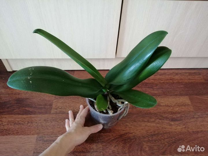 Орхидея фаленопсис