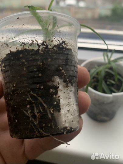 Розмарин растение