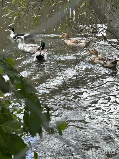 Утки башкирские