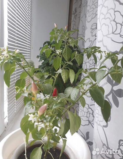 Саженцы перца Чили