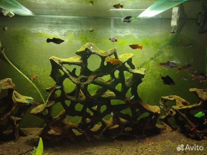 Аквариумные рыбки