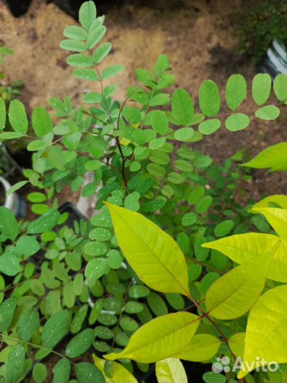 Акация белая робиния