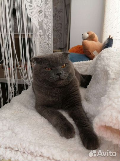 Вязка с котом