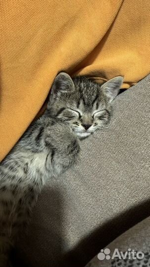Котенок