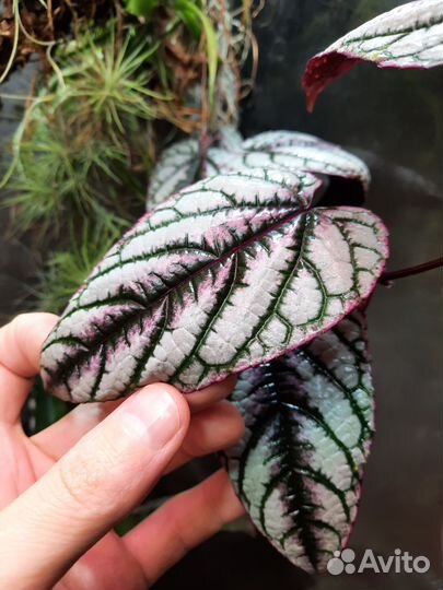 Циссус дисколор