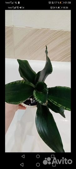 Сансиверия Уитни