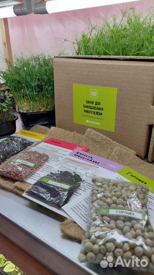 Набор для выращивания микрозелени