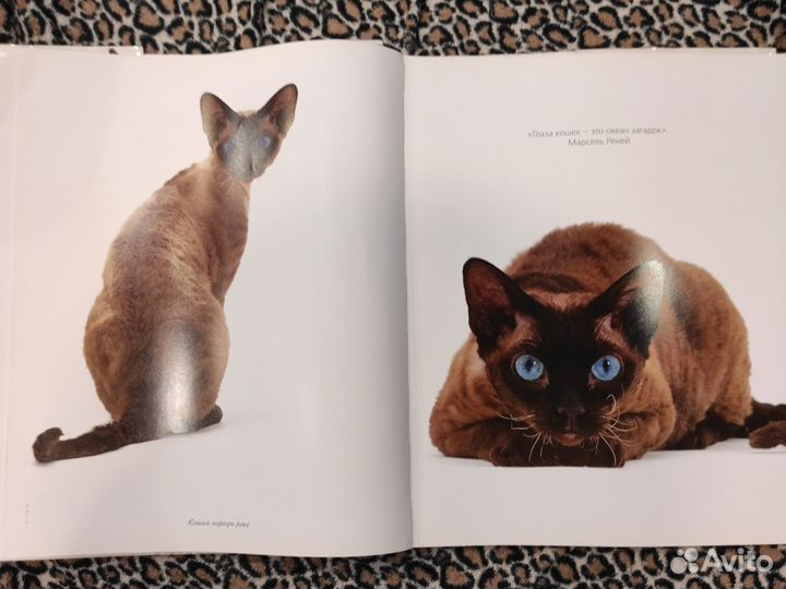 Книга о кошках