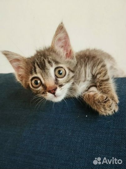Котенок