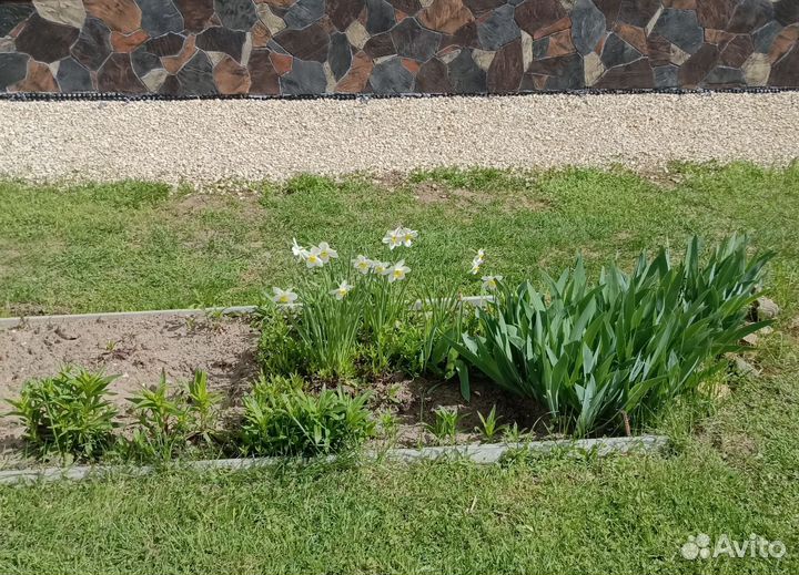 Цветы для дачи и сада