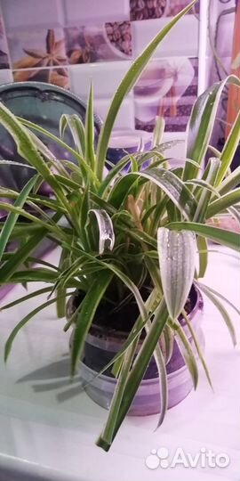 Хлорофитум Variegatum