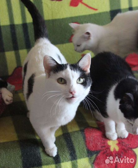 Кошечка Красоточка