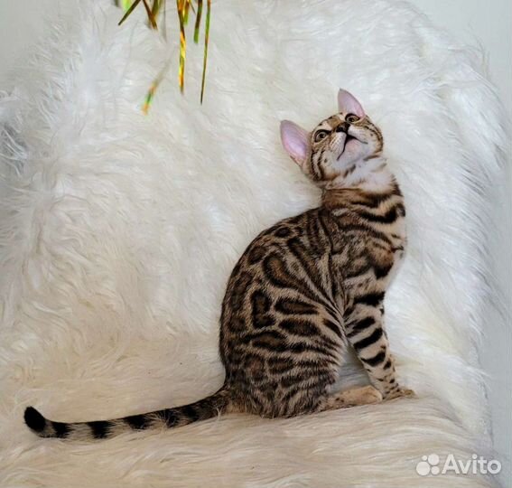 Бенгальские котята