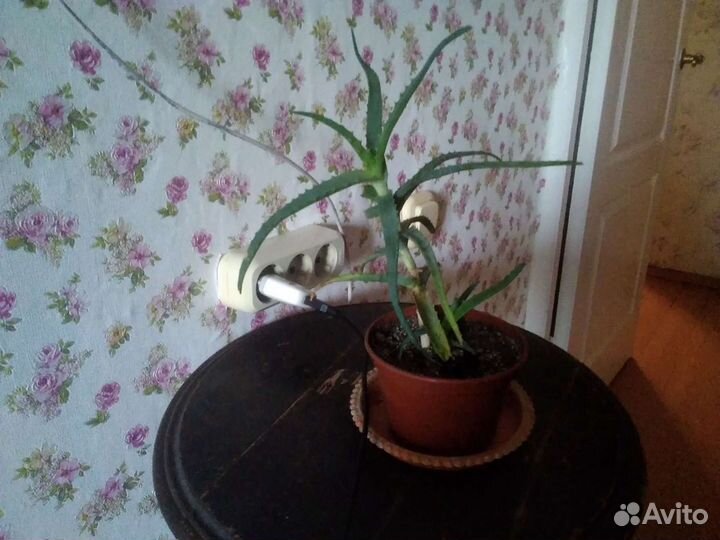 Индийский лук. денежное дерево алоэ, золотой ус