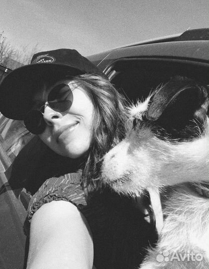 Догситтер, передержка