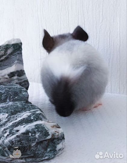 Шиншилла мальчик по имени Лот