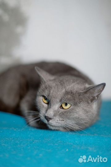 Русский голубой кот