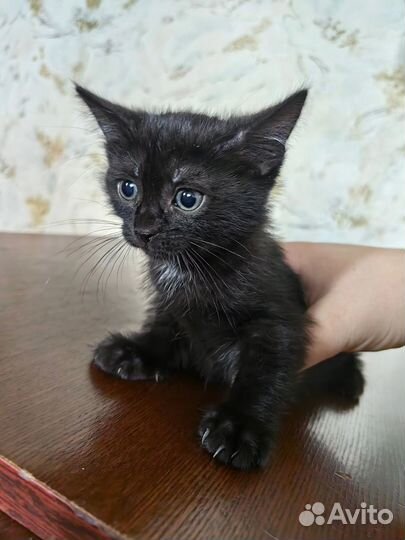Кошки