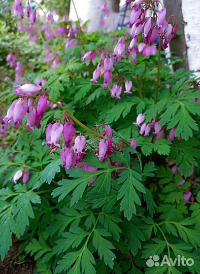 Многолетники для дачи