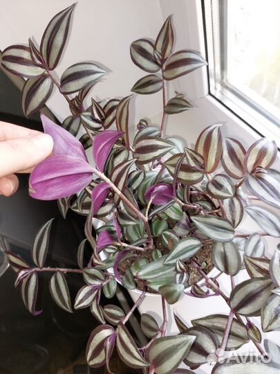 Комнатный цветок-Традесканция